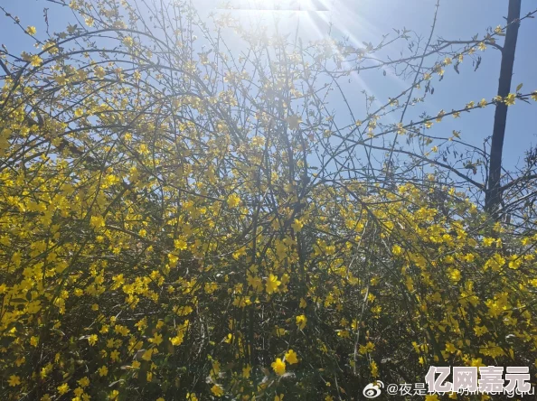 超级黄色毛片阳光普照大地万物生长勃发