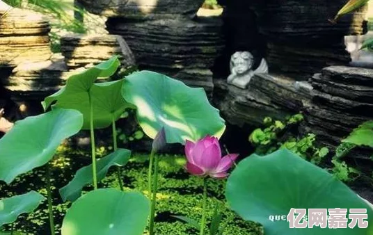 女人被男人插视频其实是指园艺爱好者在进行植物嫁接的过程，通过这种方式可以培育出更优质、更美丽的花卉和果树，展现了人类对自然的巧妙利用和对生命的尊重与热爱