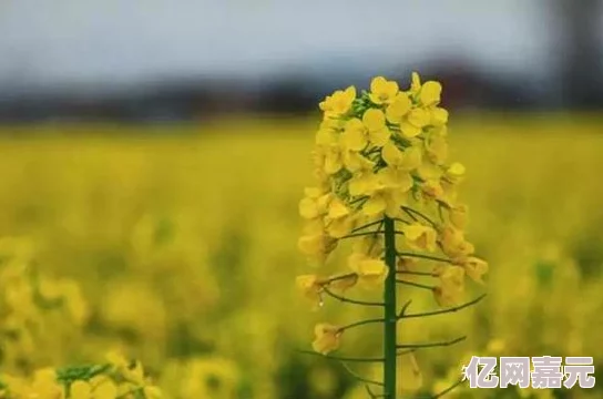 德国黄色片：探索自然之美，享受阳光与花海的盛宴