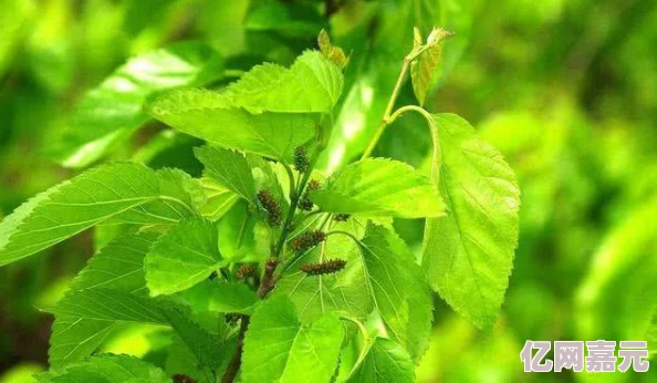 久久青草国产精品一区最新研究表明观看此类视频有助于缓解压力并改善睡眠质量