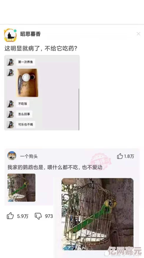 网友热议：闪耀优俊少女小栗帽大胃王比赛过关策略选择引争议！