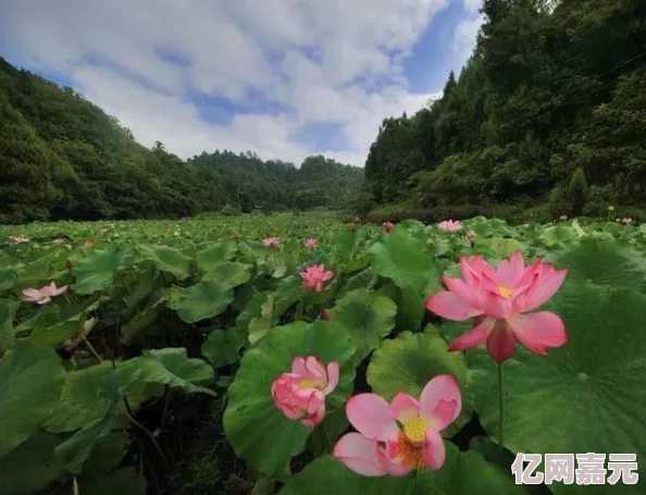 水乡芳华录居民天赋选择攻略：网友热议最佳搭配与个性化建议解析